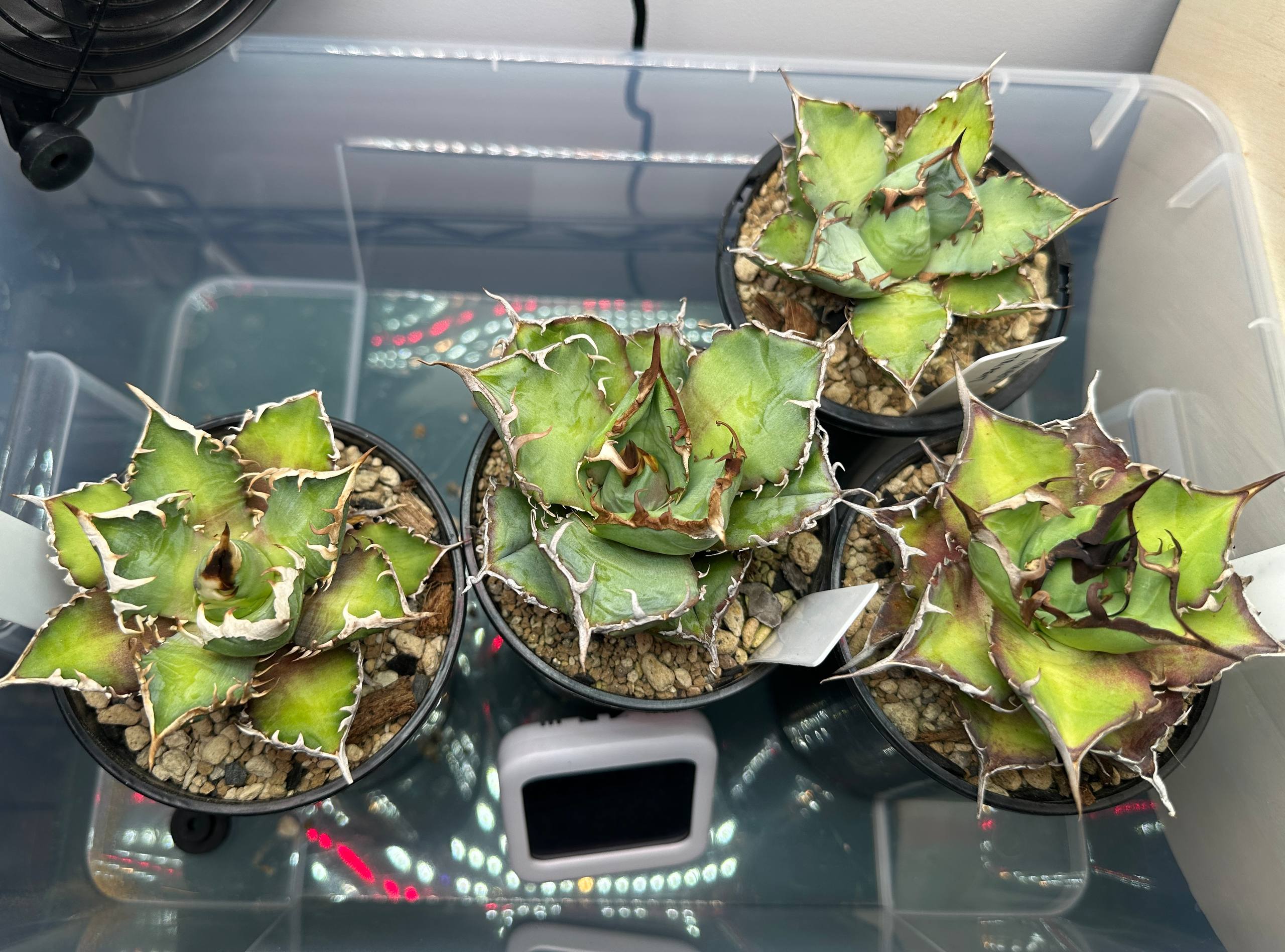 Other agaves under the same lighting system
