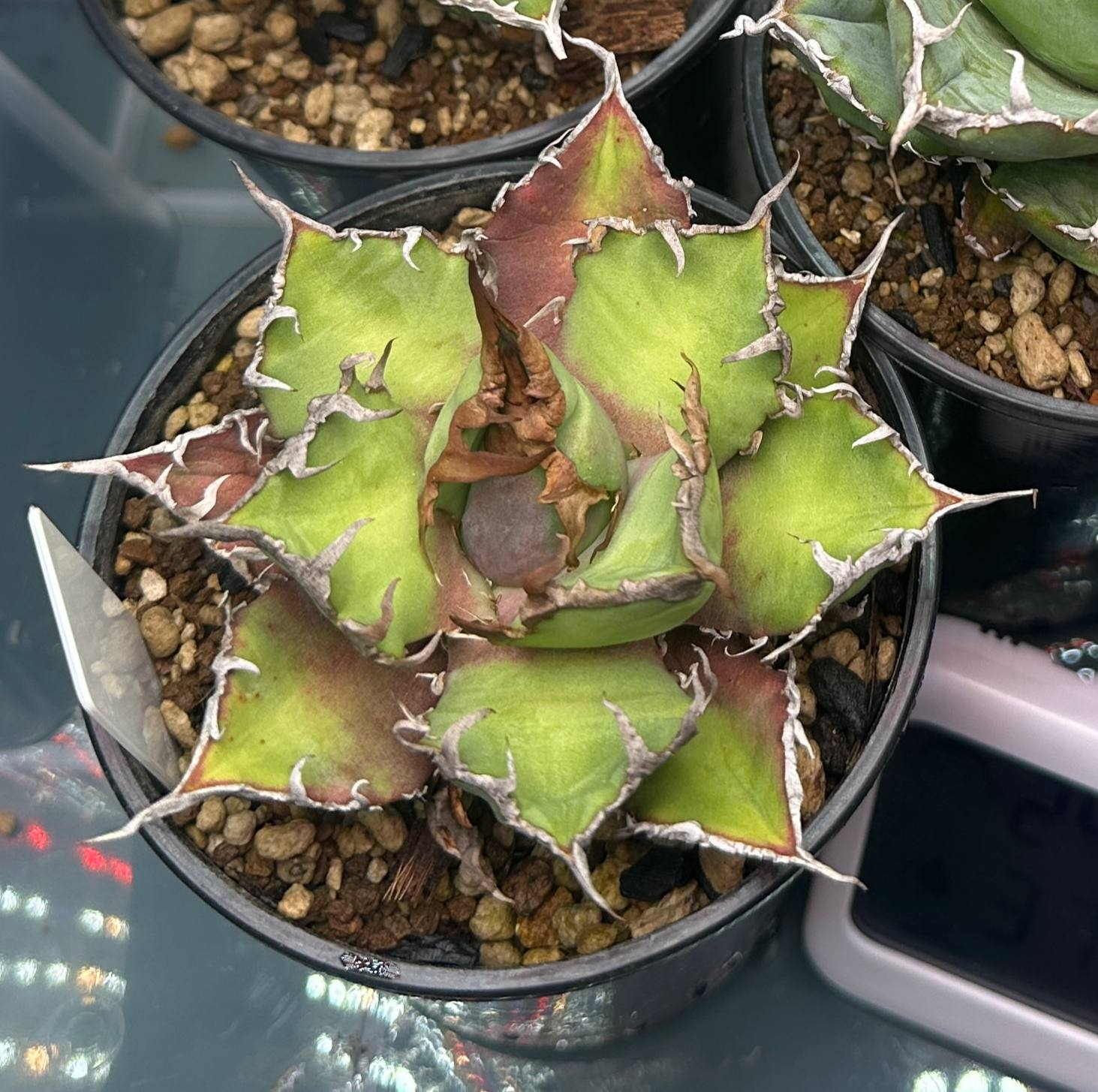 Agave titanota before it photobleached