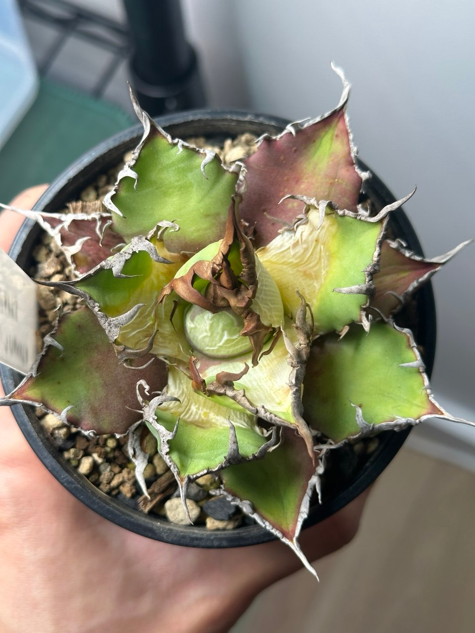 The damaged agave two days later