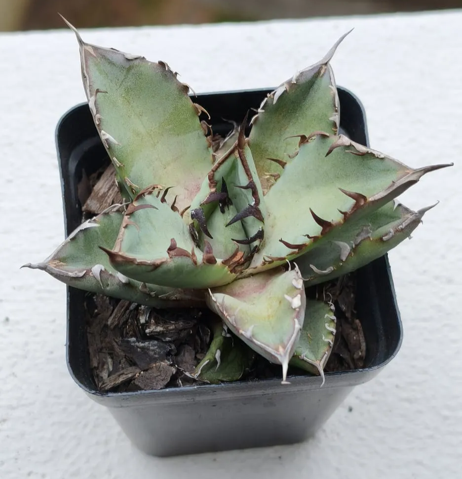 Black Whale agave