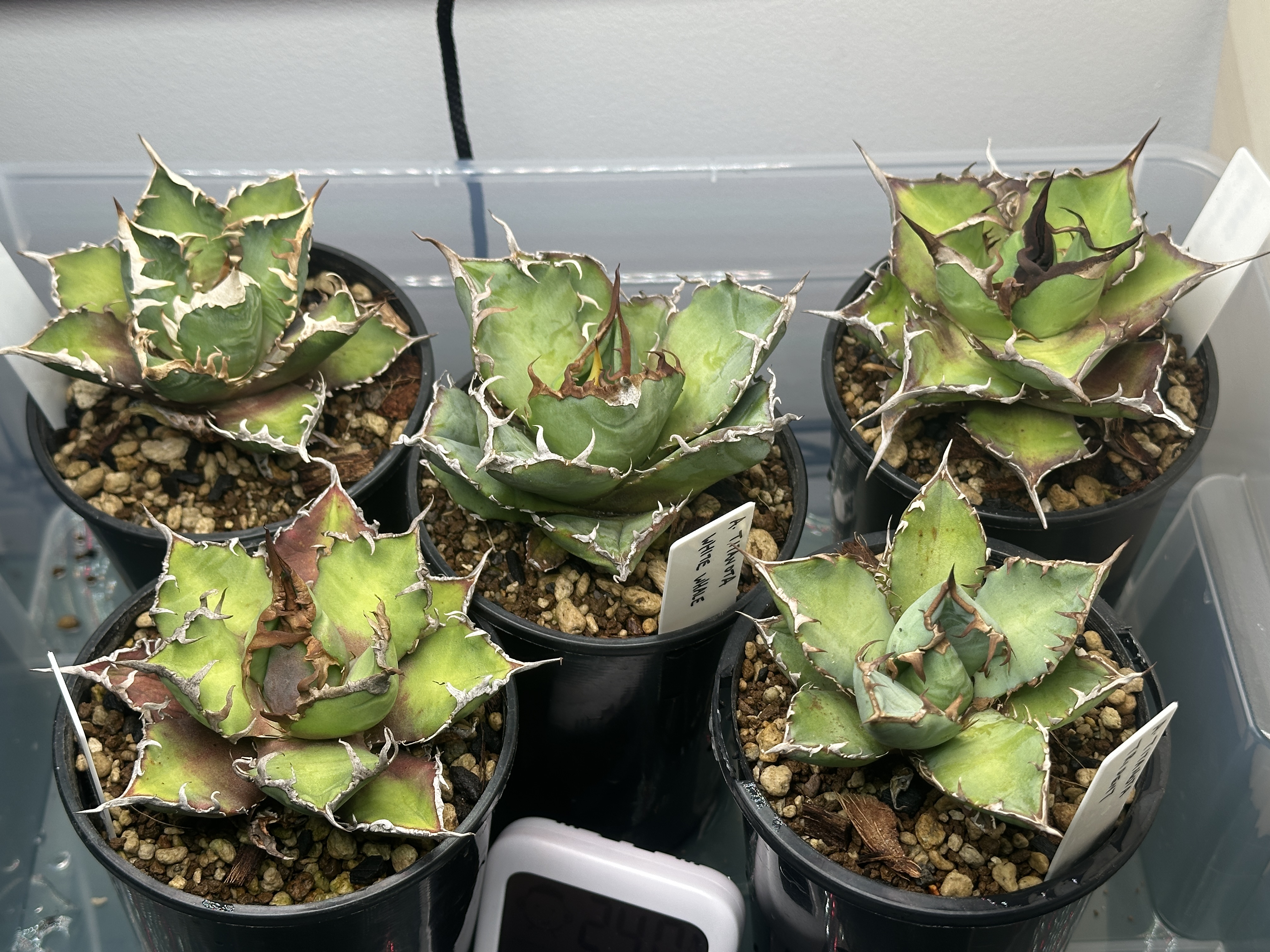 The present-day collection of agaves in their pots